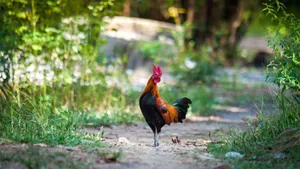 Majestic Roosterin Natural Habitat Wallpaper