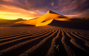 Majestic Sand Dunes At Sunset Wallpaper