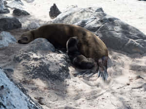 Majestic Sea Lion Resting On A Rocky Shoreline Wallpaper