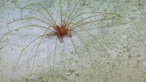 Majestic Sea Spider Perched In Deep Blue Ocean Wallpaper