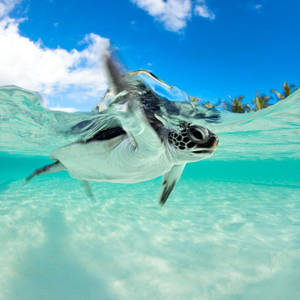 Majestic Sea Turtle Navigating The Underwater World Wallpaper