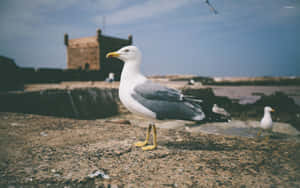 Majestic Seagull Soaring Above The Ocean Wallpaper