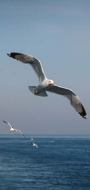 Majestic Seagull Soaring Over The Ocean Wallpaper