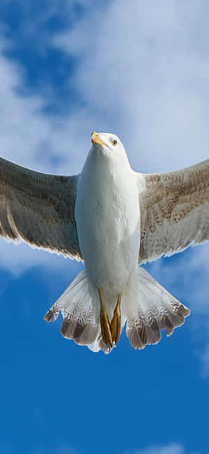 Majestic Seagull Soaring Over The Ocean Wallpaper