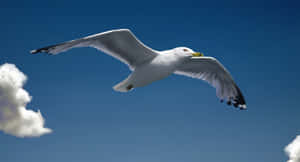 Majestic Seagull Soaring Over The Ocean Wallpaper