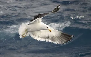 Majestic Seagull Soaring Over The Ocean Wallpaper