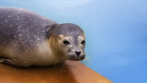 Majestic Seal Resting On An Arctic Iceberg Wallpaper