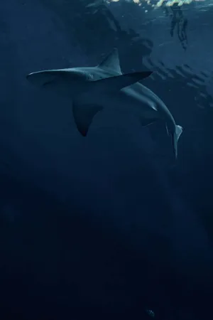 Majestic_ Shark_ Gliding_ Underwater.jpg Wallpaper
