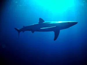 Majestic Shark Silhouette Underwater Wallpaper