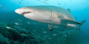 Majestic_ Shark_ Underwater_ Scene.jpg Wallpaper