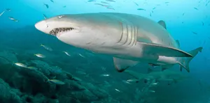 Majestic_ Shark_ Underwater_ Scene.jpg Wallpaper