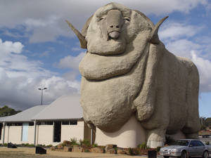 Majestic Shot Of The Big Merino In Australia Wallpaper