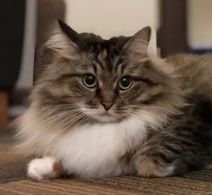 Majestic Siberian Cat Lounging Near A Window Wallpaper
