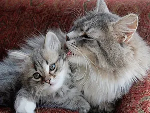 Majestic Siberian Cat Posing In The Garden Wallpaper