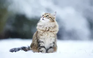 Majestic Siberian Cat Relaxing In Nature Wallpaper