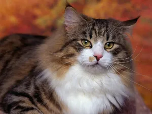 Majestic Siberian Cat Resting In A Beautiful Outdoor Setting Wallpaper