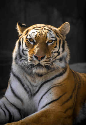 Majestic_ Siberian_ Tiger_ Portrait Wallpaper