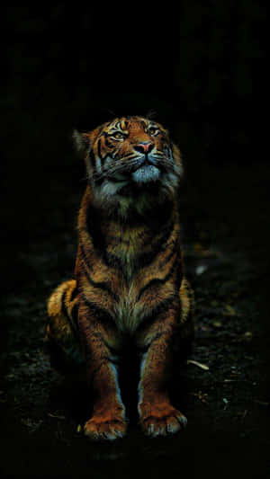 Majestic Siberian Tigerin Darkness Wallpaper