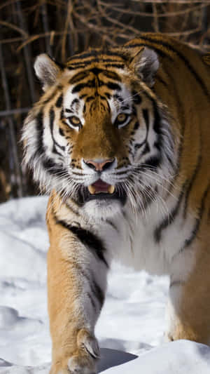 Majestic Siberian Tigerin Snow Wallpaper