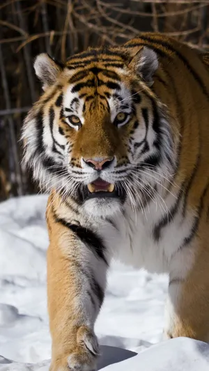 Majestic Siberian Tigerin Snow Wallpaper