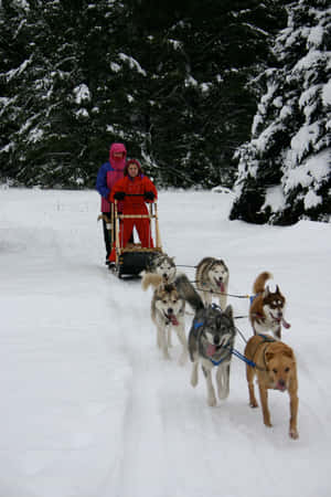 Majestic Sled Dogs In Snow-covered Landscape Wallpaper