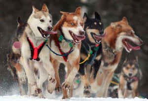 Majestic Sled Dogs In Winter Wonderland Wallpaper