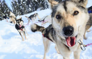 Majestic Sled Dogs Resting In The Snow Wallpaper