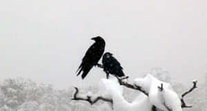 Majestic Snow Bird In A Winter Wonderland Wallpaper