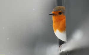 Majestic Snow Bird Perched In A Winter Wonderland Wallpaper