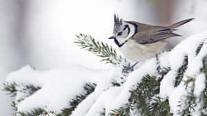 Majestic Snow Bird Perched On A Branch Wallpaper