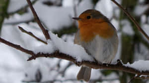 Majestic Snow Bird Perched On A Branch Wallpaper