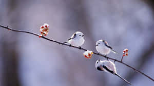 Majestic Snow Bird Perched On A Branch In Winter Wonderland Wallpaper