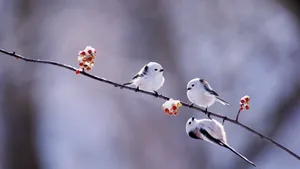 Majestic Snow Bird Perched On A Branch In Winter Wonderland Wallpaper