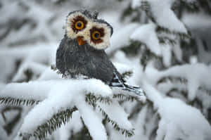 Majestic Snow Bird Perched On A Winter Branch Wallpaper