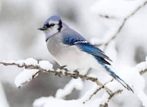 Majestic Snow Bird Perched On Leafless Branch Wallpaper