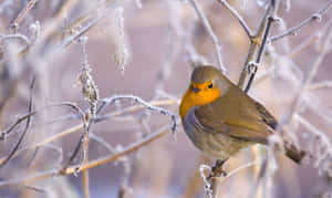 Majestic Snow Bird Perching On A Branch Wallpaper