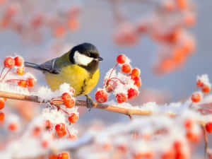 Majestic Snow Bird Resting On A Snowy Branch Wallpaper