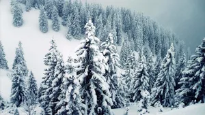 Majestic Snow-covered Trees In A Winter Wonderland Wallpaper