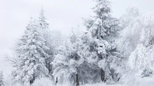 Majestic Snow-covered Trees In A Winter Wonderland Wallpaper