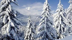 Majestic Snow-covered Trees In A Winter Wonderland Wallpaper
