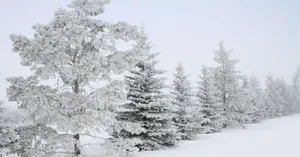 Majestic Snow-covered Trees In A Winter Wonderland Wallpaper