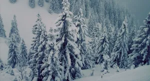Majestic Snow-covered Trees In The Forest Wallpaper
