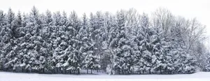Majestic Snow-covered Trees In The Serene Winter Landscape Wallpaper