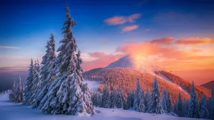 Majestic Snow-covered Trees In Winter Forest Wallpaper