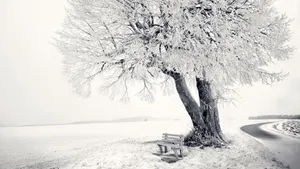 Majestic Snow-covered Trees In Winter Wonderland Wallpaper
