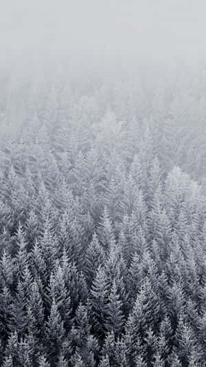 Majestic Snow-covered Winter Trees Against A Crystal Clear Sky Wallpaper