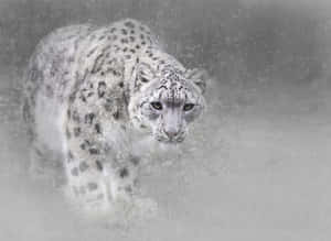 Majestic Snow Leopard Flanking A Rock Outcropping Wallpaper