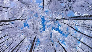 Majestic Snow Trees | Snowy Forest Wonderland Wallpaper