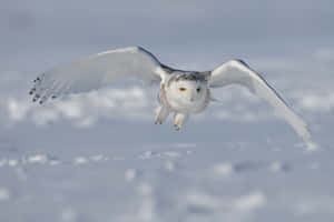 Majestic Snowy Owl In A Serene Winter Landscape Wallpaper