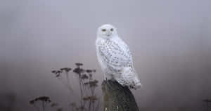 Majestic Snowy Owl Perched In A Snowy Landscape Wallpaper